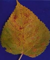 Leaf Rust