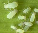 aphid.png