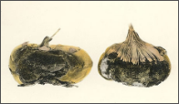 corm rot.png