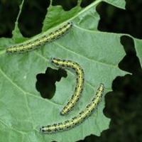 cabbage leaf caterpillar.jpg
