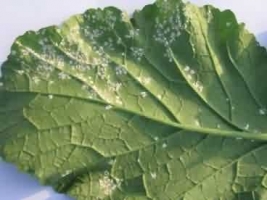 Blight and Downy Mildew