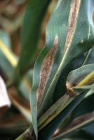 Turcicum Leaf Blight