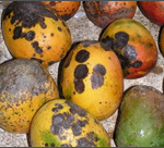 anthracnose.png