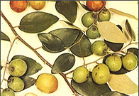 black fruit rot.png