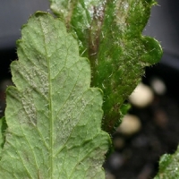 Downy Mildew