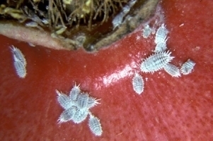 5343idea99mealybug.jpg