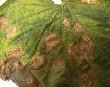 Anthracnose