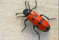 BLISTER BEETLE.png