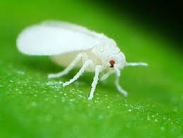 White Fly