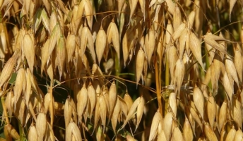 oats.jpg