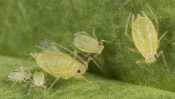 Green Peach Aphid