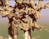 termite.png