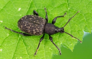 Weevil