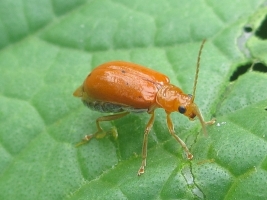 Red Beetle