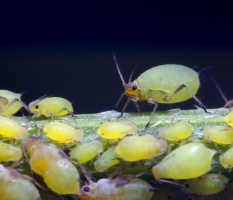 Aphids