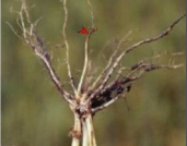 root rot.png root rot.png