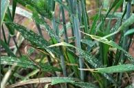 powdery mildew.png