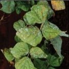 powdery mildew.png