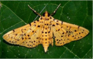 shoot borer.png