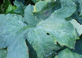 Powdery mildew