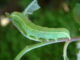 Green Caterpillar
