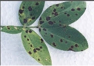 Tikka or Cercospora Leaf-spot groundnut.jpg