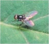 Stem Fly