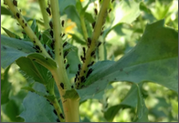 safflower aphid.png
