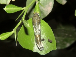 Lemon Butterfly