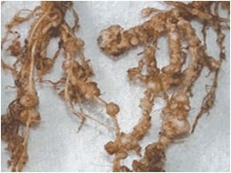 Root Knot Nematodes