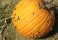 pumpkin flies.png