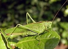Grass Hopper