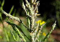 aphids.png