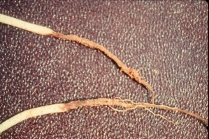 Root Rot