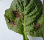 alternaria spots.png