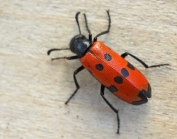 blister beetle