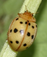 Epilachna Beetle