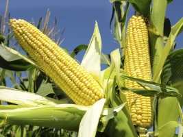 MAIZE (RABI).jpg