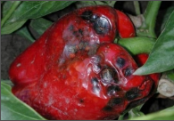 anthracnose.png