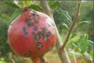 fruit spots.png
