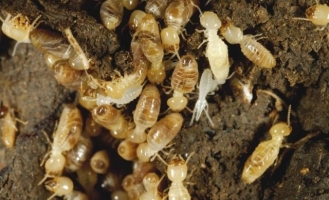 termites