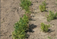 root rot.png