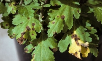 Black leaf spot