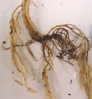 Root Rot