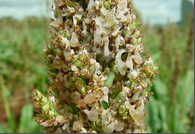 ergot.png