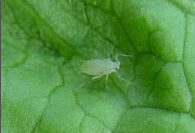 aphid.png