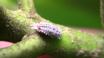 kinnow mealy bug.jpg