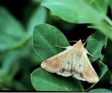 berseem gram caterpillar.jpg