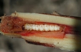 stalk borer sugarcane.jpg