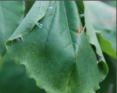 leaf roller.png